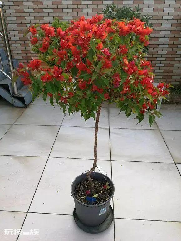 三角梅最勤花品种排行榜（6种开花勤又好养的三角梅）-图片8