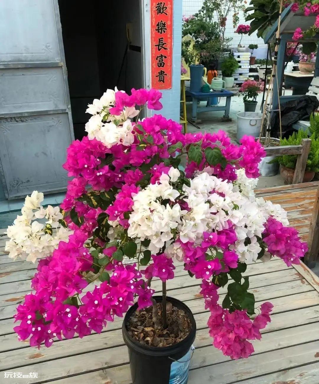 三角梅最勤花品种排行榜（6种开花勤又好养的三角梅）-图片9