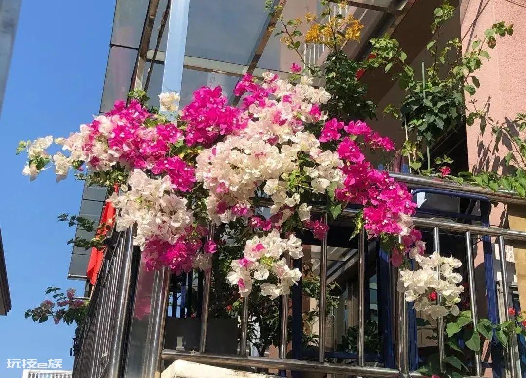 三角梅最勤花品种排行榜（6种开花勤又好养的三角梅）-图片10