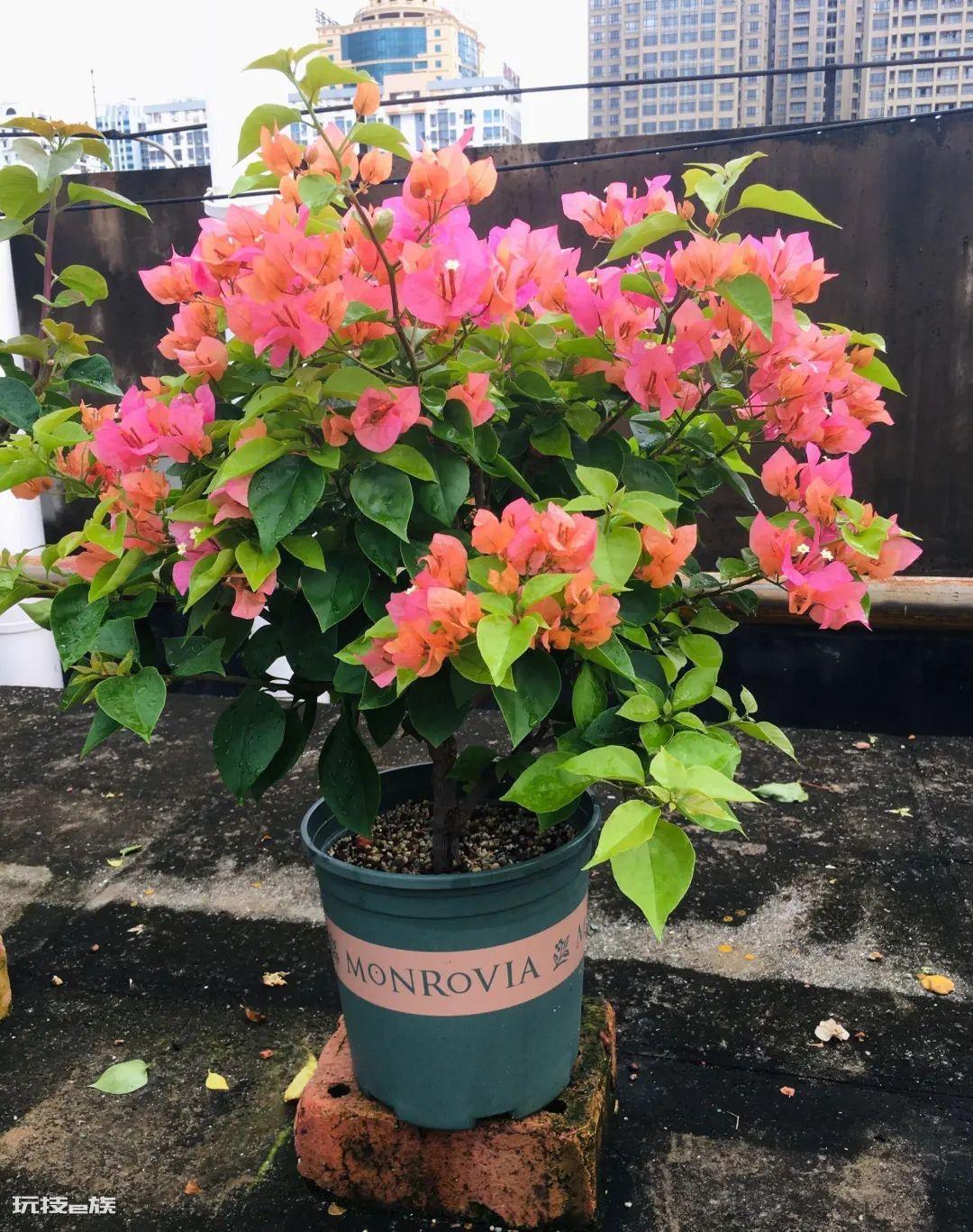 三角梅最勤花品种排行榜（6种开花勤又好养的三角梅）-图片11