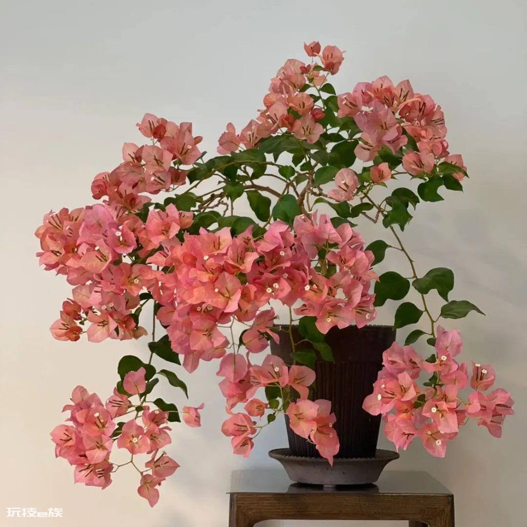 三角梅最勤花品种排行榜（6种开花勤又好养的三角梅）-图片12