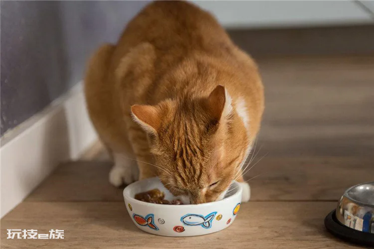 国产猫粮哪个牌子质量好性价比高(国产十大品牌猫粮)-图片1