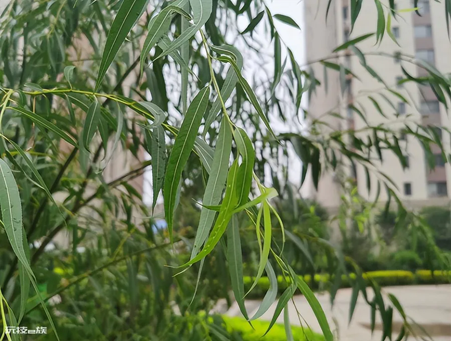 植物种子的传播方式及特点(5种常见的植物种子传播方法)-图片1