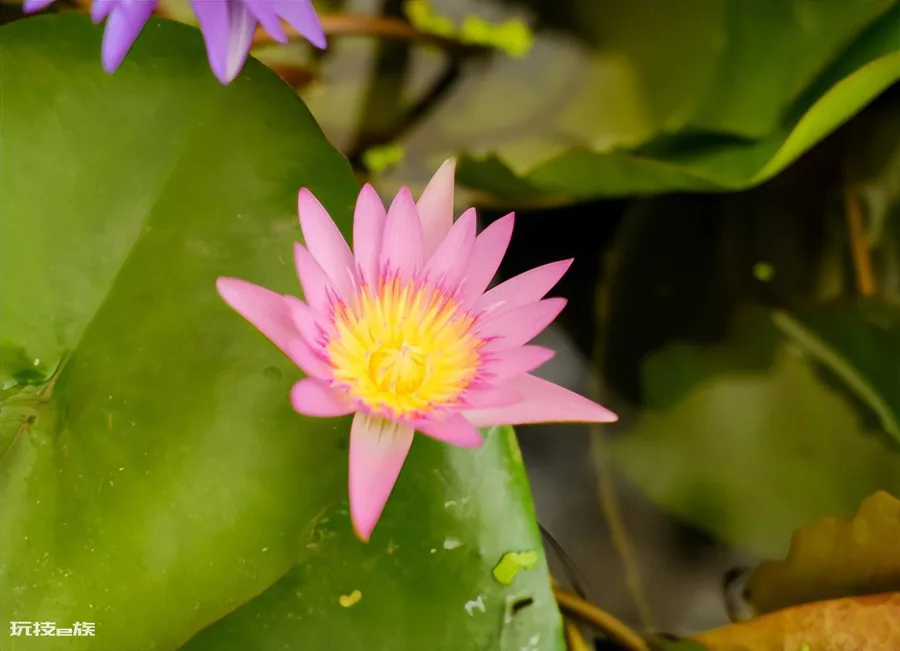 植物种子的传播方式及特点(5种常见的植物种子传播方法)-图片2