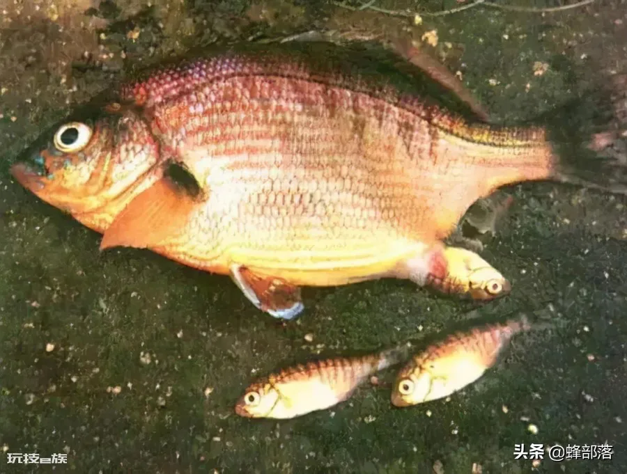 蛇挡路白天有什么说法(看见蛇拦路的人运气好不好)-图片3