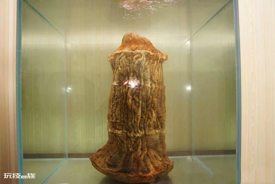 什么叫太岁(太岁不是动物不是植物到底是什么东西)-图片9