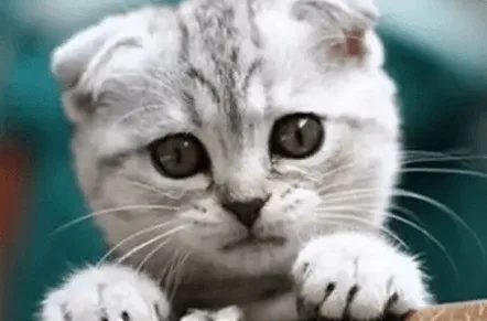 好养的宠物猫排名前十名(最受欢迎的宠物猫种类排行)-图片1