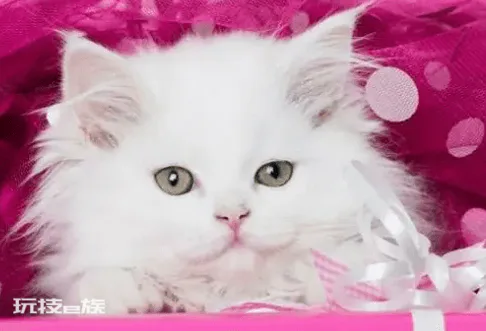 好养的宠物猫排名前十名(最受欢迎的宠物猫种类排行)-图片2
