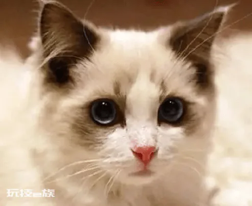 好养的宠物猫排名前十名(最受欢迎的宠物猫种类排行)-图片3