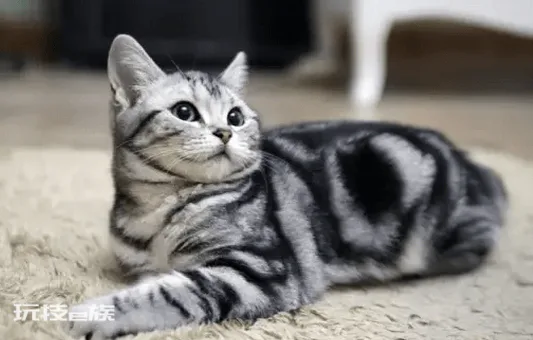 好养的宠物猫排名前十名(最受欢迎的宠物猫种类排行)-图片4