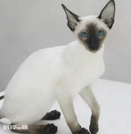 好养的宠物猫排名前十名(最受欢迎的宠物猫种类排行)-图片5