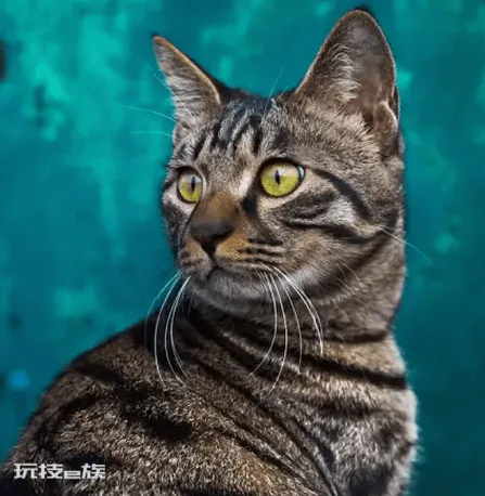 好养的宠物猫排名前十名(最受欢迎的宠物猫种类排行)-图片6