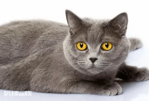 好养的宠物猫排名前十名(最受欢迎的宠物猫种类排行)-图片7