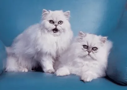好养的宠物猫排名前十名(最受欢迎的宠物猫种类排行)-图片8