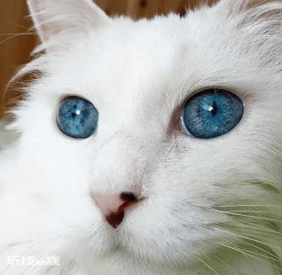 好养的宠物猫排名前十名(最受欢迎的宠物猫种类排行)-图片9