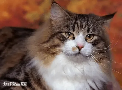 好养的宠物猫排名前十名(最受欢迎的宠物猫种类排行)-图片10