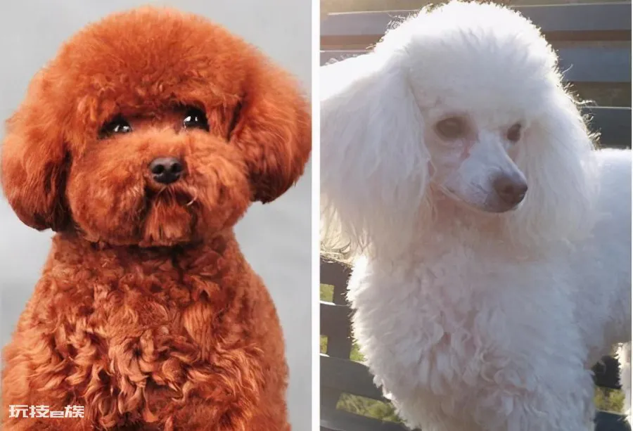 贵宾犬和泰迪有什么区别图片(不同之处体现在哪些方面)-图片1