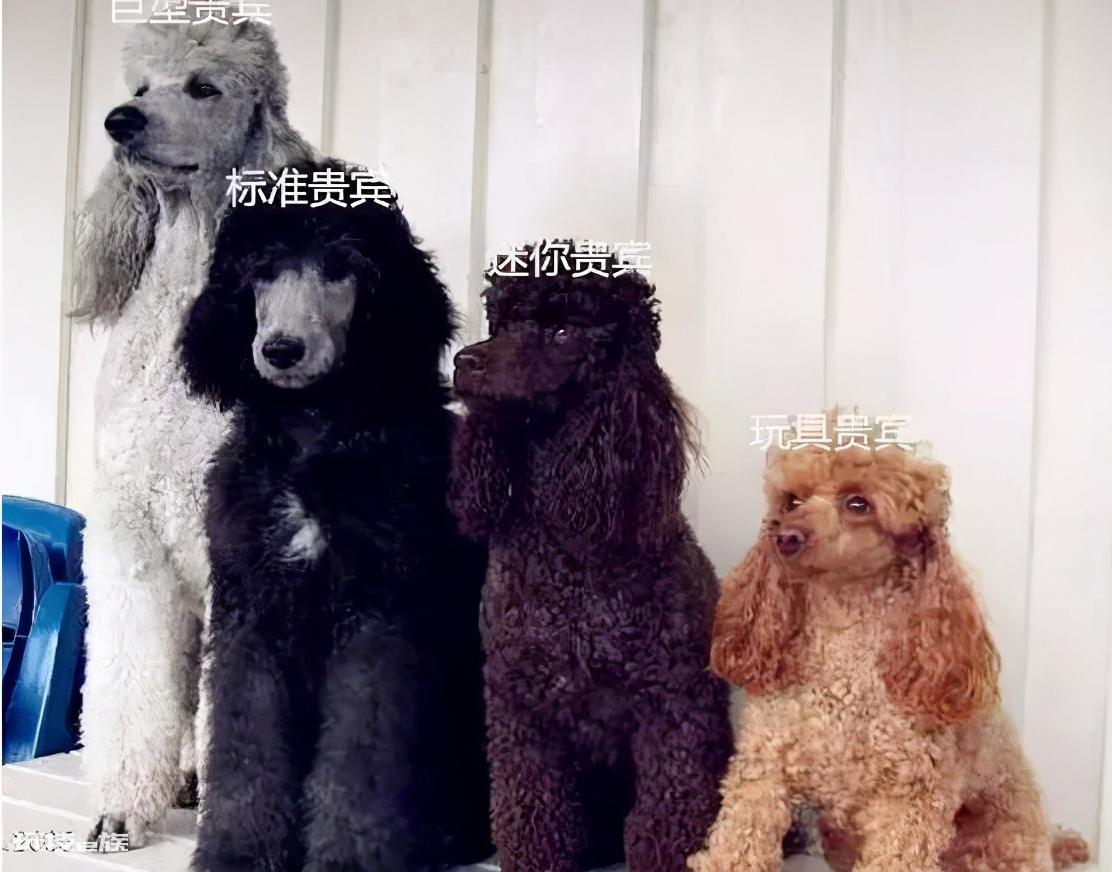 贵宾犬和泰迪有什么区别图片(不同之处体现在哪些方面)-图片2