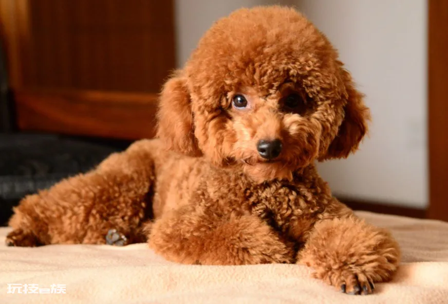 贵宾犬和泰迪有什么区别图片(不同之处体现在哪些方面)-图片3