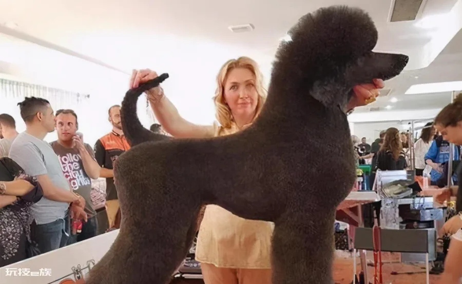 贵宾犬和泰迪有什么区别图片(不同之处体现在哪些方面)-图片4