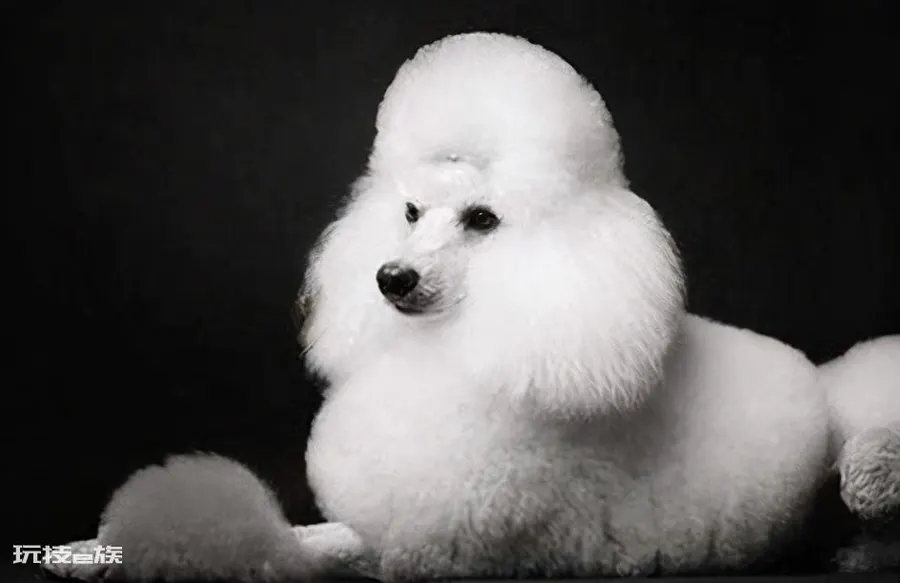 贵宾犬和泰迪有什么区别图片(不同之处体现在哪些方面)-图片5