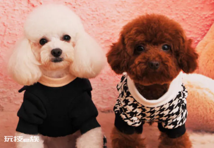 贵宾犬和泰迪有什么区别图片(不同之处体现在哪些方面)-图片6
