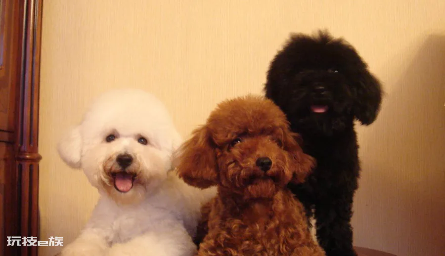 贵宾犬和泰迪有什么区别图片(不同之处体现在哪些方面)-图片7