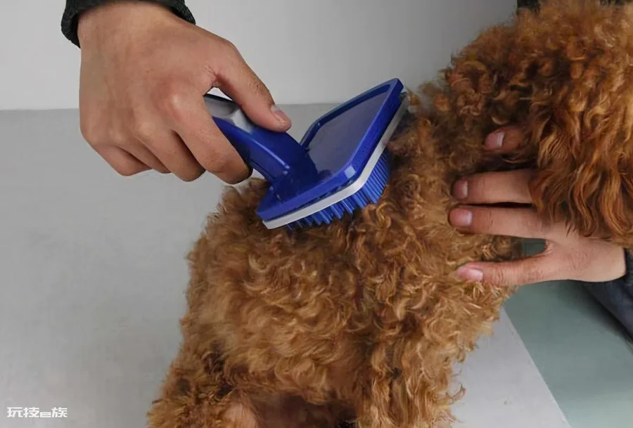 贵宾犬和泰迪有什么区别图片(不同之处体现在哪些方面)-图片8