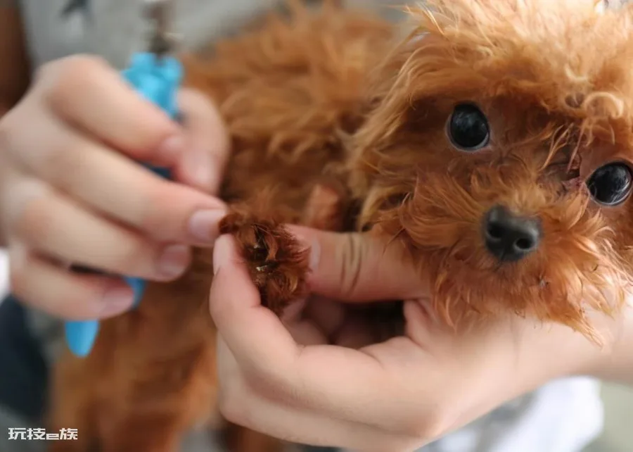 贵宾犬和泰迪有什么区别图片(不同之处体现在哪些方面)-图片9