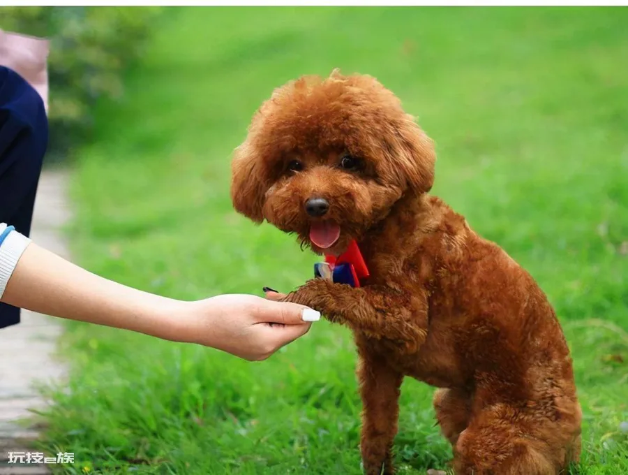 贵宾犬和泰迪有什么区别图片(不同之处体现在哪些方面)-图片10