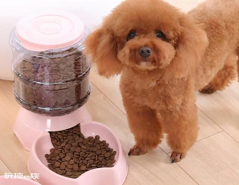 贵宾犬和泰迪有什么区别图片(不同之处体现在哪些方面)-图片11