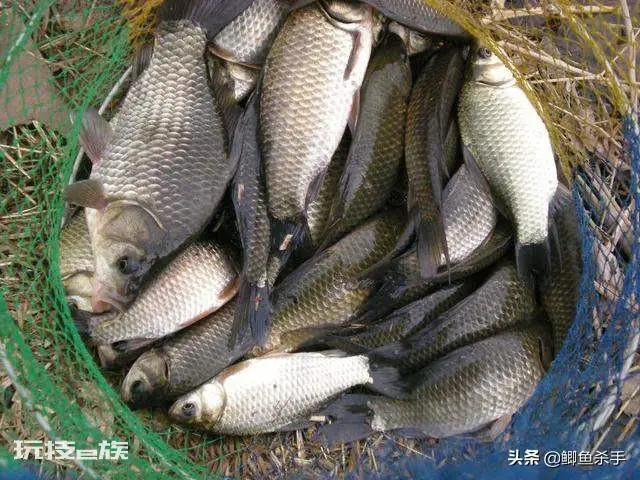鲫鱼喜欢吃什么饵料(现在季节钓鲫鱼三样饵料最佳)-图片1