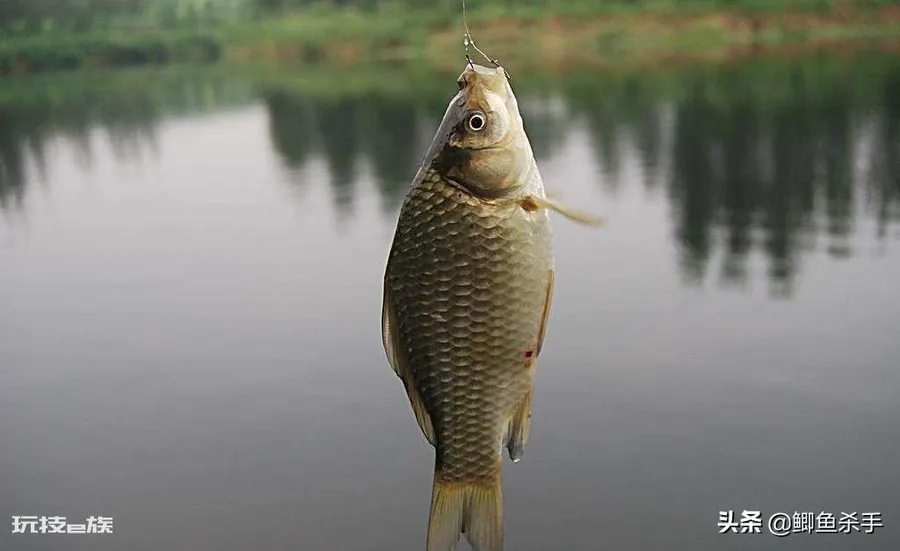 鲫鱼喜欢吃什么饵料(现在季节钓鲫鱼三样饵料最佳)-图片3