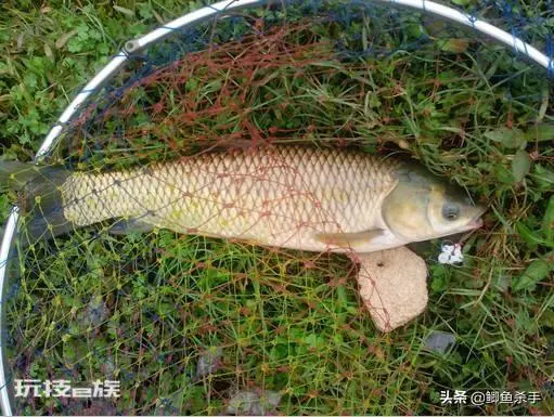鲫鱼喜欢吃什么饵料(现在季节钓鲫鱼三样饵料最佳)-图片4