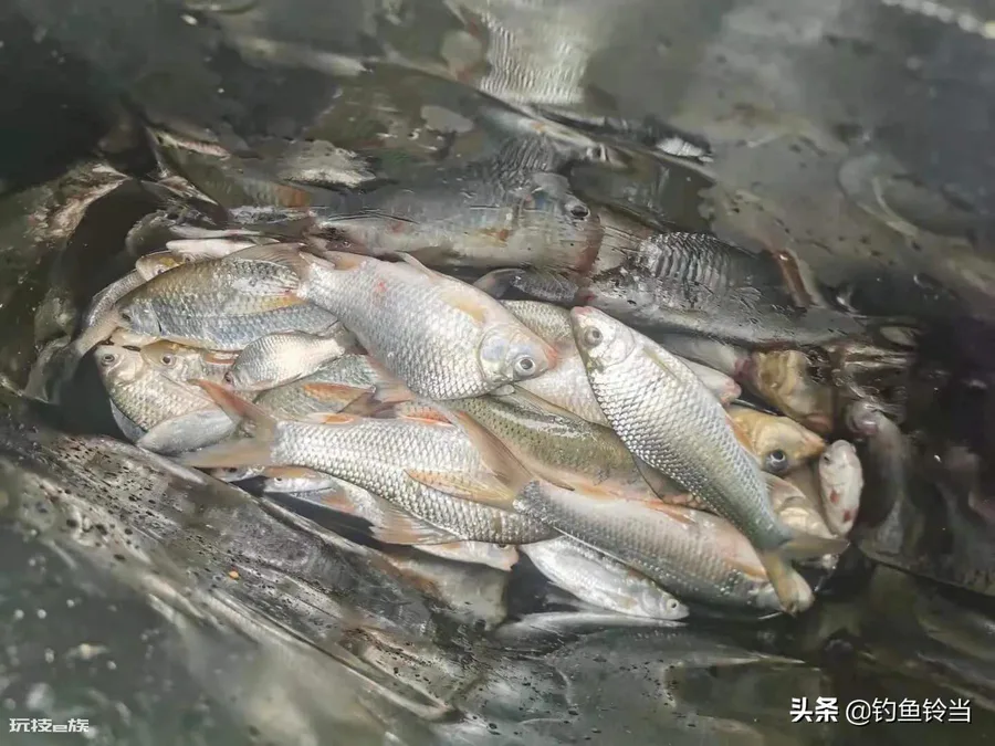 土鲮鱼最喜欢吃什么饵料(野钓土鲮鱼的正确技巧)-图片4