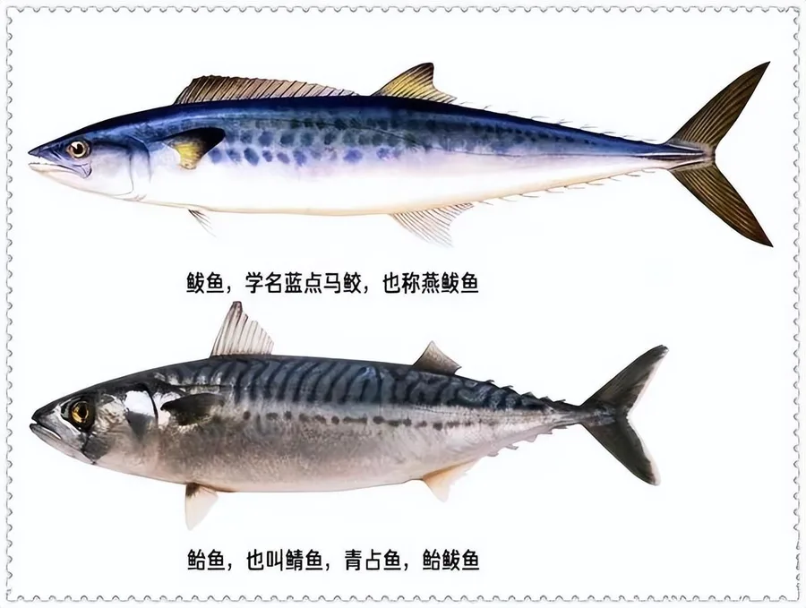 鲐鲅鱼和鲅鱼的区别(分清板鲅和鲐鲅鱼的不同点)-图片2