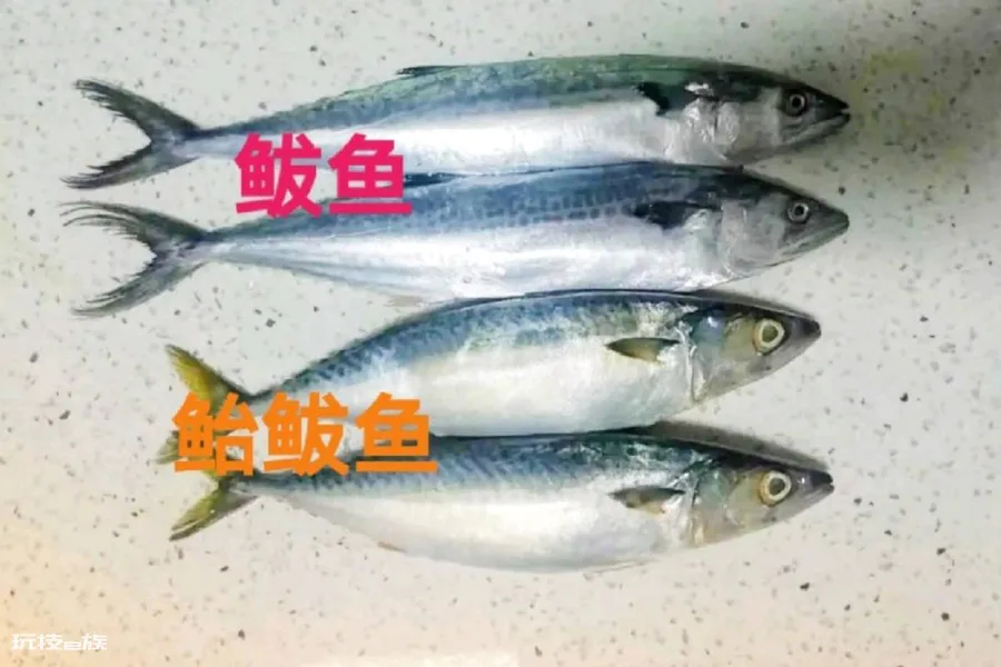 鲐鲅鱼和鲅鱼的区别(分清板鲅和鲐鲅鱼的不同点)-图片3