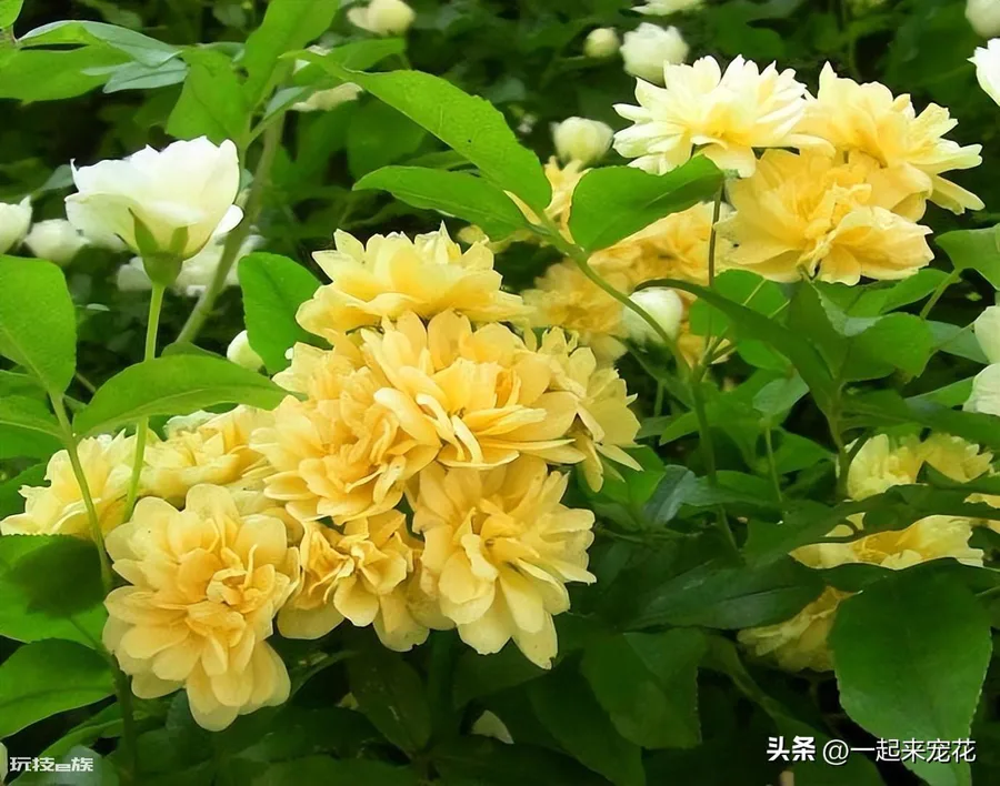 黄木香耐寒吗(黄木香好养好看又耐寒开出一片花海)-图片1