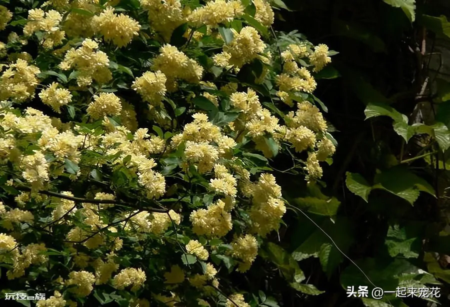 黄木香耐寒吗(黄木香好养好看又耐寒开出一片花海)-图片2