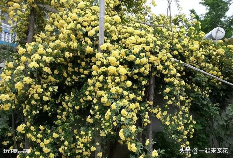 黄木香耐寒吗(黄木香好养好看又耐寒开出一片花海)-图片3