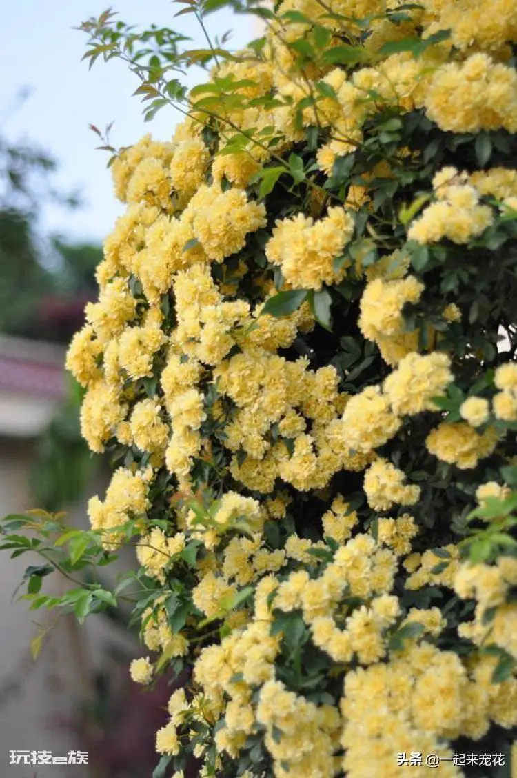 黄木香耐寒吗(黄木香好养好看又耐寒开出一片花海)-图片4