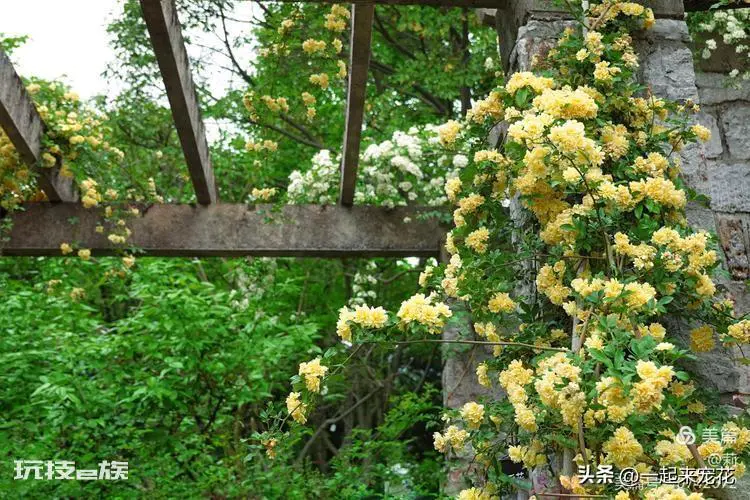 黄木香耐寒吗(黄木香好养好看又耐寒开出一片花海)-图片5