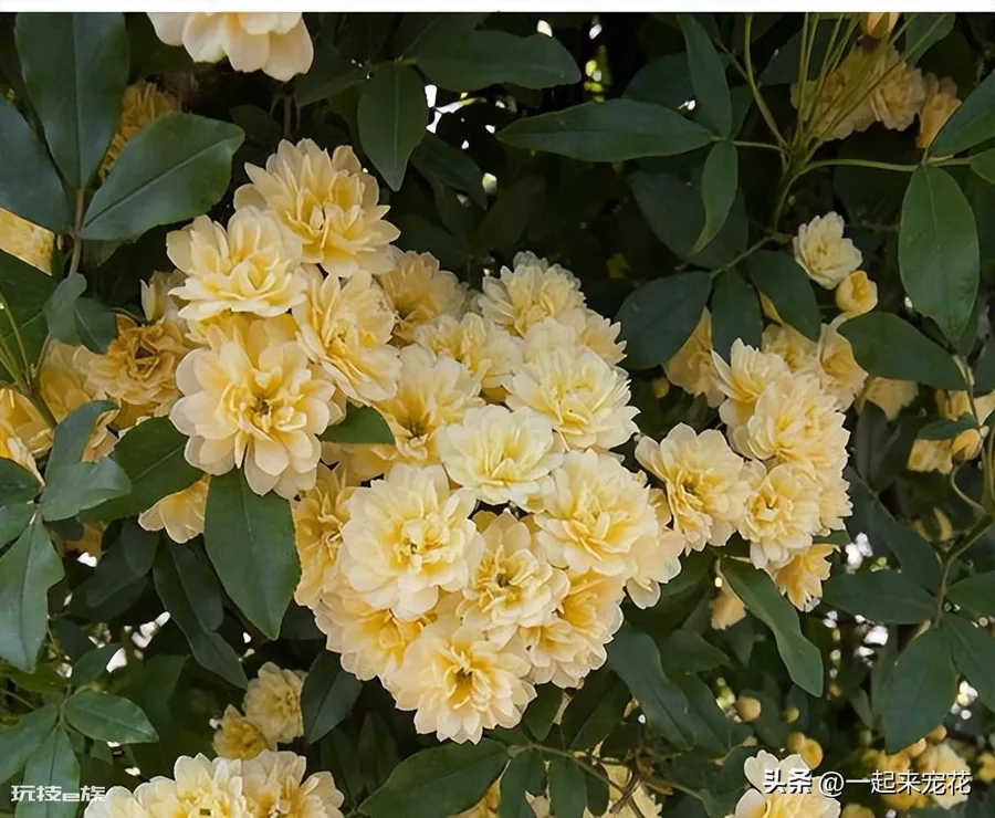 黄木香耐寒吗(黄木香好养好看又耐寒开出一片花海)-图片6