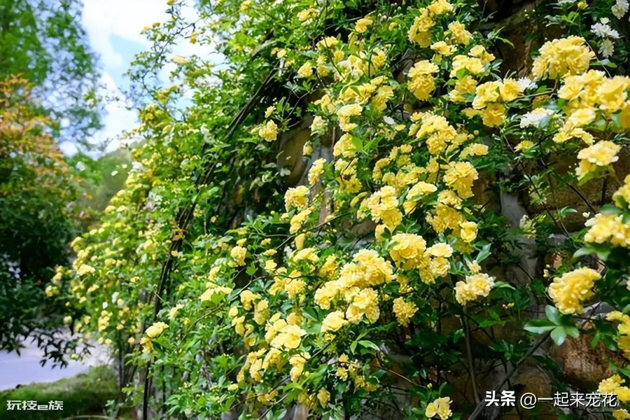 黄木香耐寒吗(黄木香好养好看又耐寒开出一片花海)-图片7