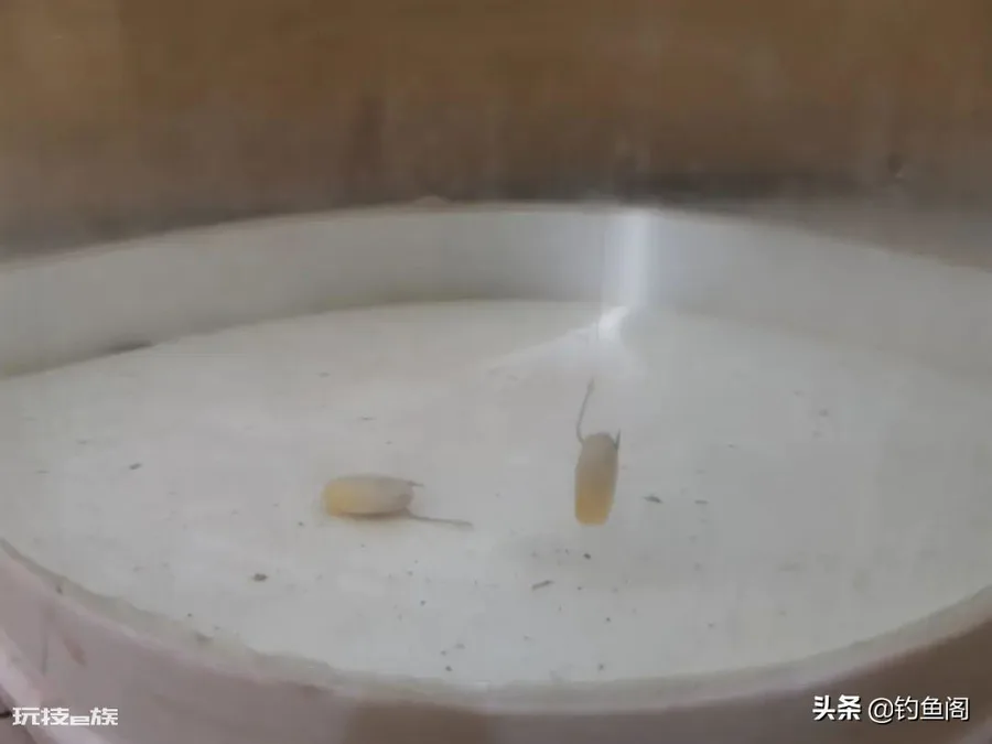 玉米挂钩的正确挂法图片(玉米挂钩的4种简单方法)-图片1