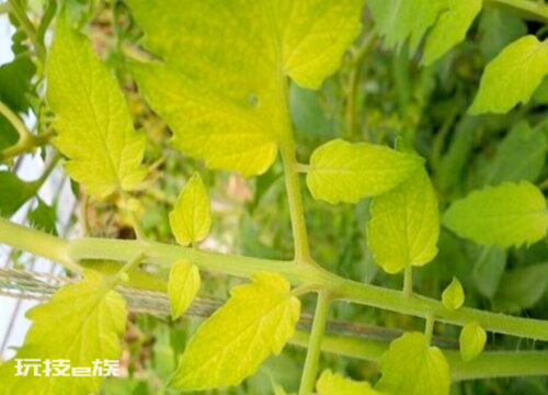 菜叶发黄是什么原因怎么防治(6处找原因高产有保障)-图片6