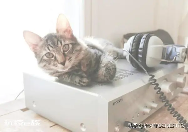 猫跳蚤在家里怎么彻底消灭干净(3大小妙招帮你去除跳蚤)-图片1