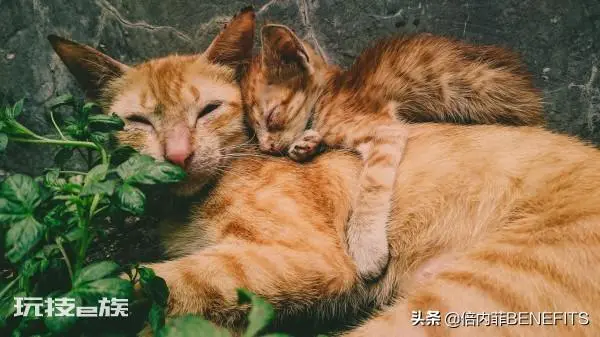 猫跳蚤在家里怎么彻底消灭干净(3大小妙招帮你去除跳蚤)-图片2