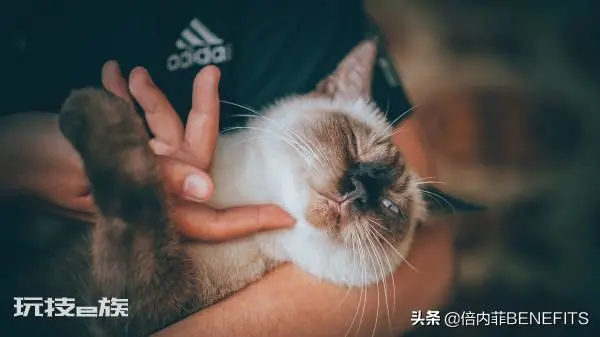 猫跳蚤在家里怎么彻底消灭干净(3大小妙招帮你去除跳蚤)-图片3