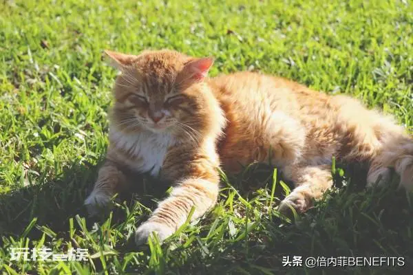 猫跳蚤在家里怎么彻底消灭干净(3大小妙招帮你去除跳蚤)-图片4